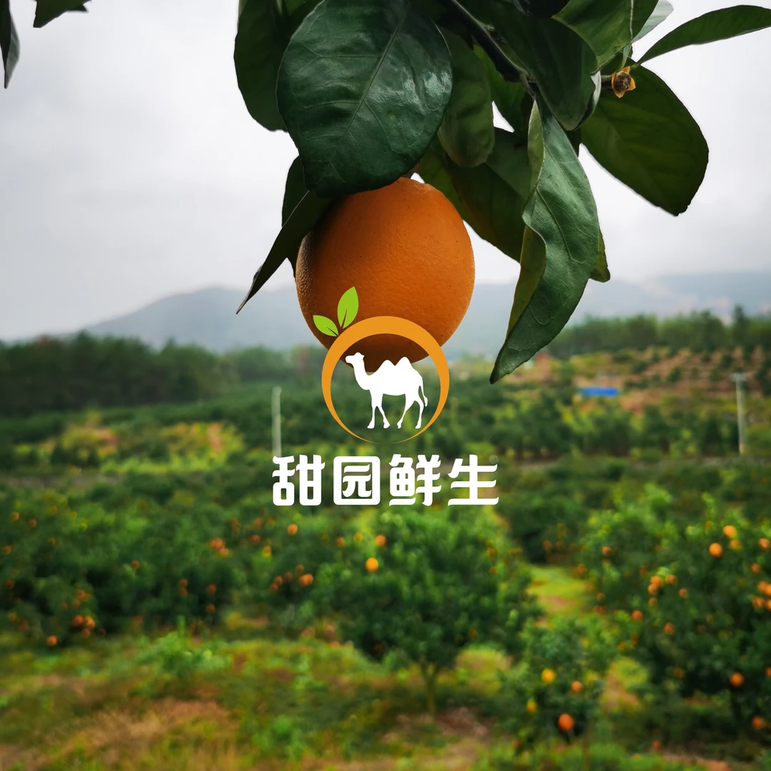 10斤•礼遇装[正宗赣南脐橙]甜过初恋.产地直发.全国鲜到.坏果包赔