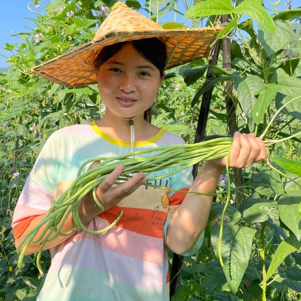 贵州高山农家露天豇豆新鲜发货现摘现发