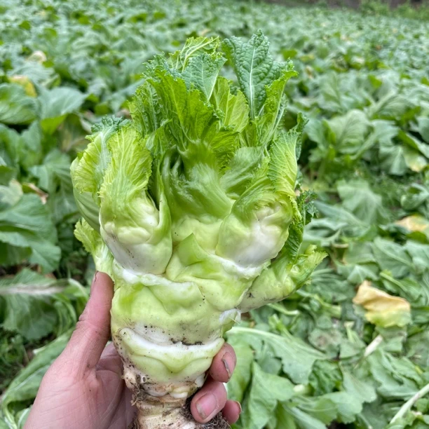 贵州高山农家儿菜现砍现发五斤包邮