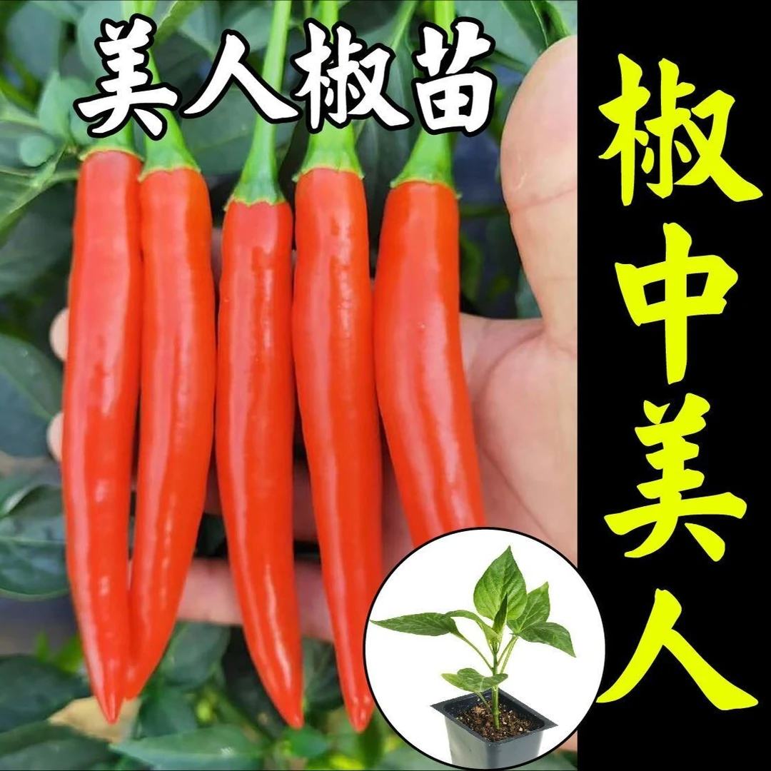 【美人椒种苗】四季蔬菜辣椒秧苗优质种苗穴盘苗