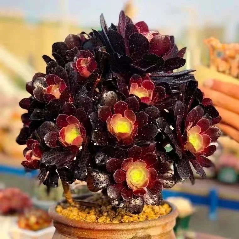 欧紫法师多肉植物紫羊绒老桩手捧花基地直发多头老桩花卉绿植花卉