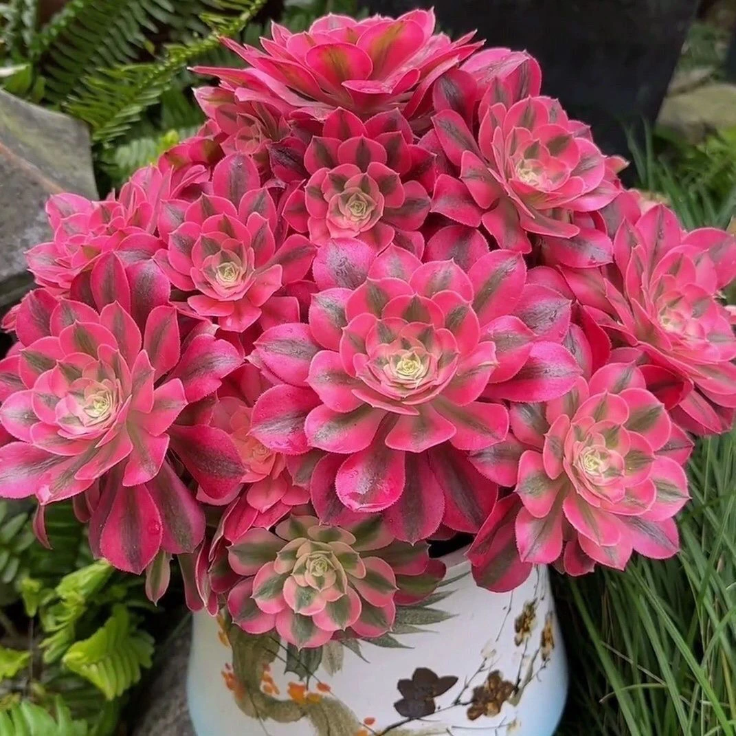 多肉植物批发基地老桩美杜莎粉女巫万圣节红色玫瑰法师大颗超大