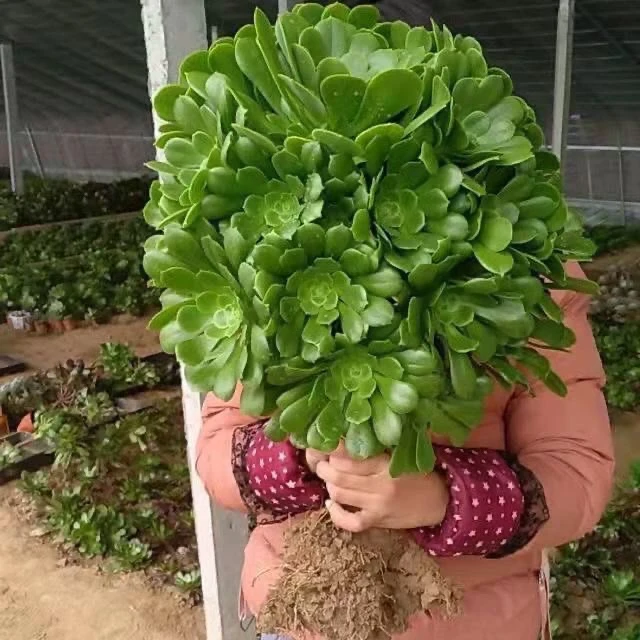 绿羊绒法师多肉植物八宝多头法师多肉老桩组合绿植盆栽多肉盆栽