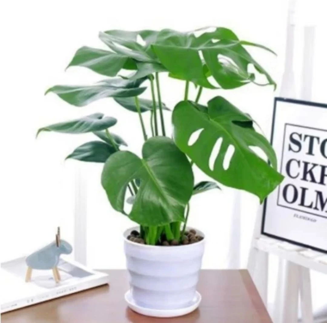 3株苗龟背竹四季长寿竹四季常青常绿吸甲醛好养易活