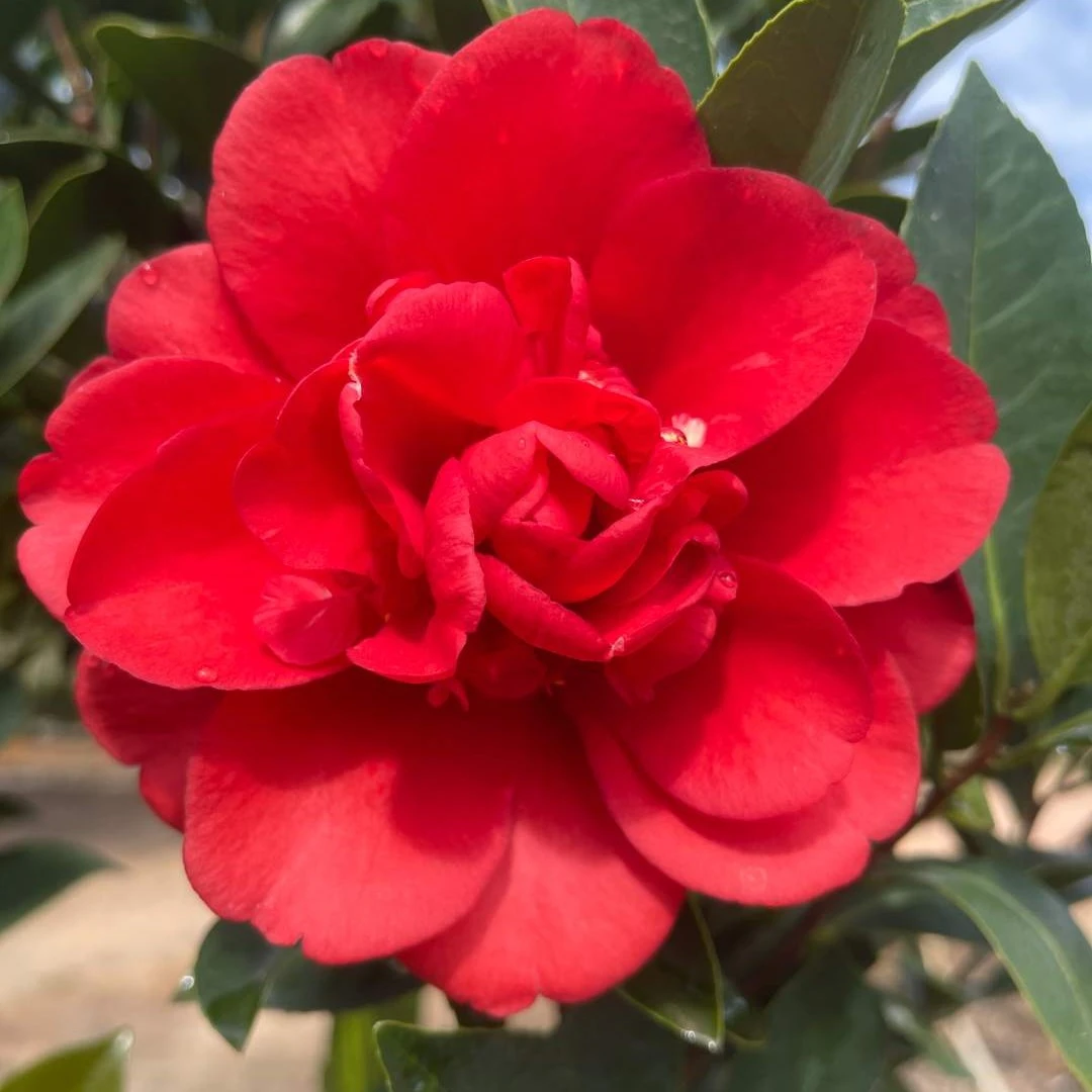 四季茶花【大红七星】漂亮绿植带花苞开花不断室内阳台楼顶绿化苗