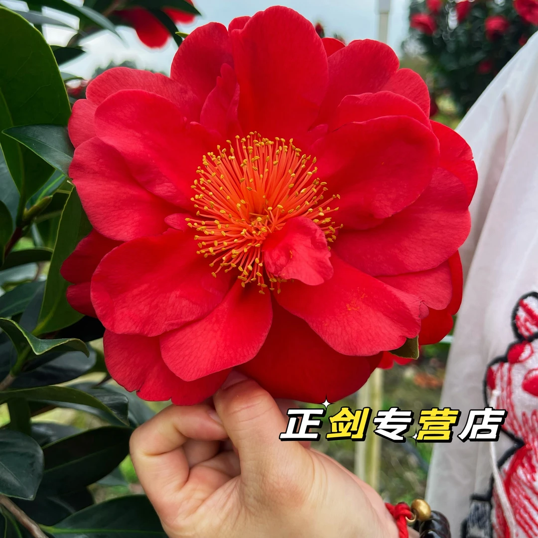 四季茶花【大红贵昌】带花苞重瓣大红花一年四季春夏秋冬开