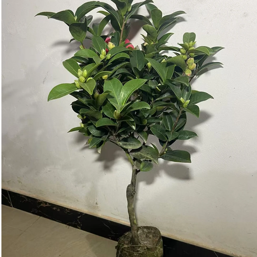 树形随机【大红七星】四季茶花重瓣大红花四季开花原土带花苞