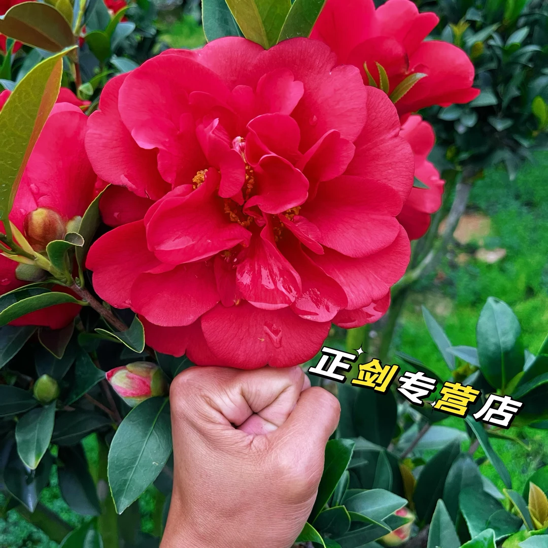 15年苗【大红七星】四季茶花重瓣大红花一年四季开原盆原土带花苞