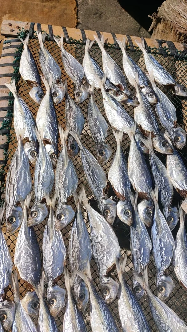 深圳南澳渔民自晒巴浪鱼干咸鱼干