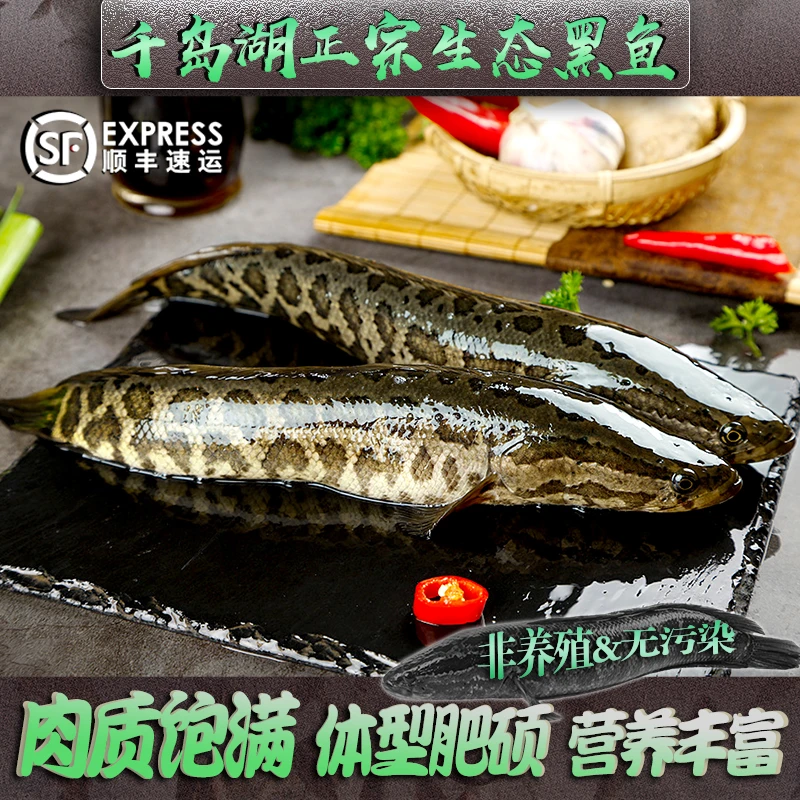 千岛湖正宗生态黑鱼鲜活新鲜食用饮用水淡水湖大黑鱼非养殖淡水鱼
