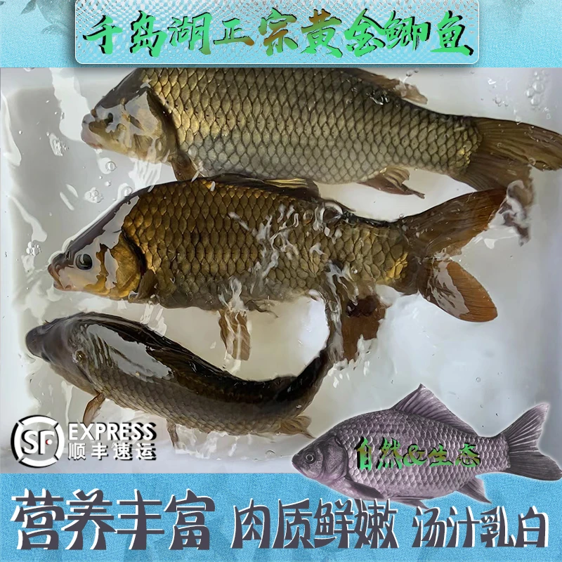 正宗千岛湖生态黄金鲫鱼食用活鱼生鲜水产红烧淡水鱼活鱼打包顺丰