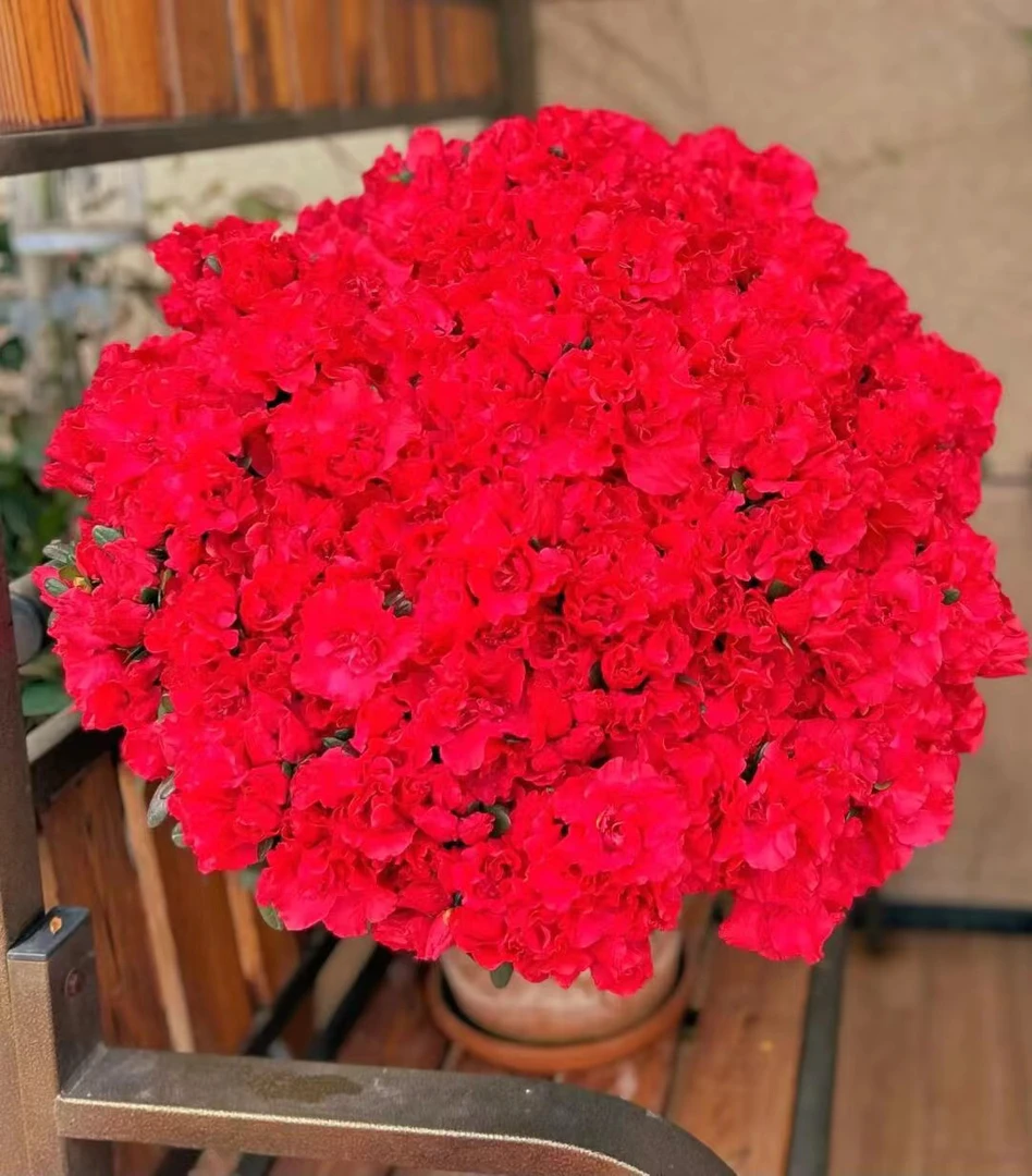 【四季开花】独杆杨梅红杜鹃