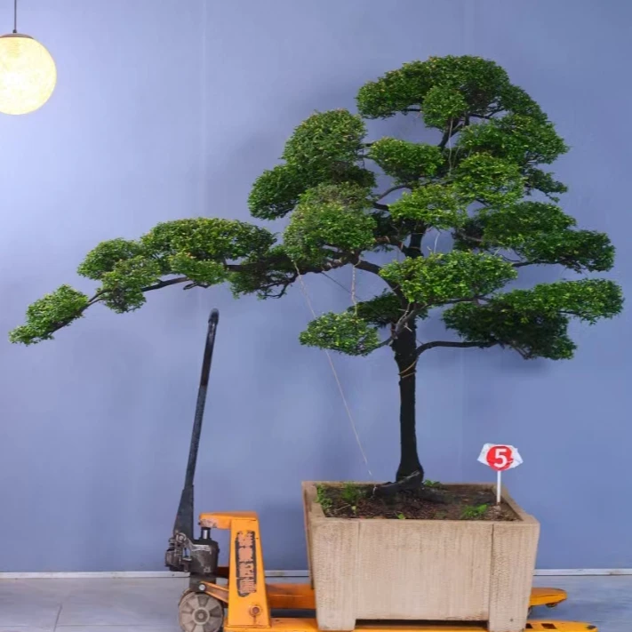 老桩台湾黑檀黑骨茶盆景茶室庭院造景