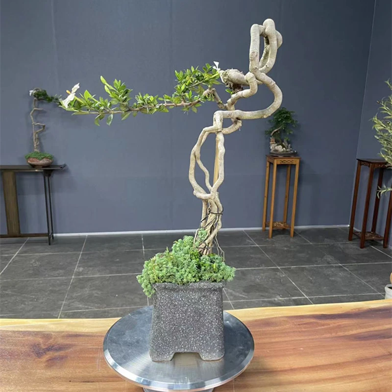 【一物一拍】精品四季揽叶栀子花盆景盆栽 以直播间实物为准