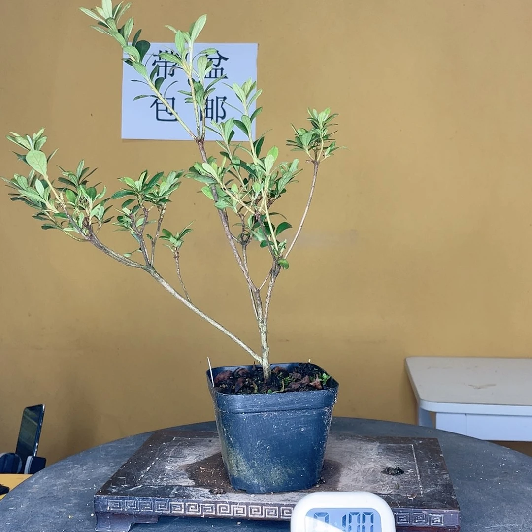 红陶20CM（含）-50CM（不含）谷*鹿沼之辉