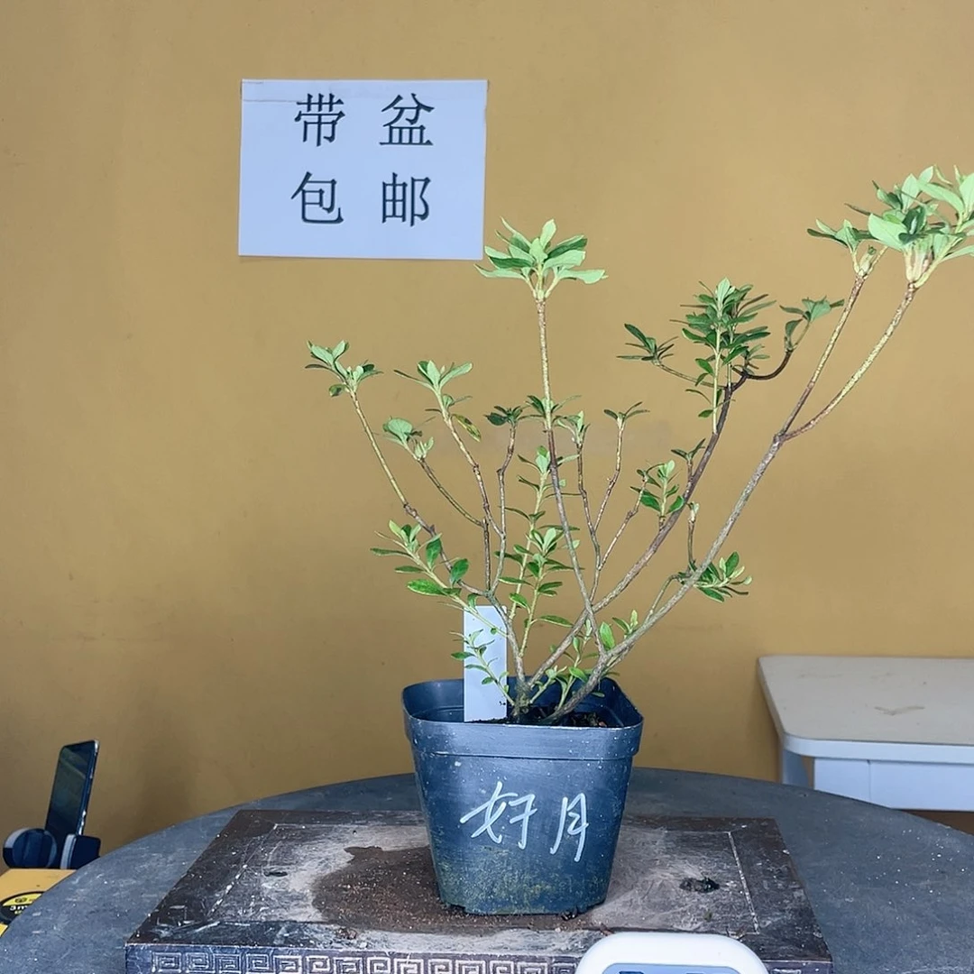 红陶20CM（含）-50CM（不含）1**我好月