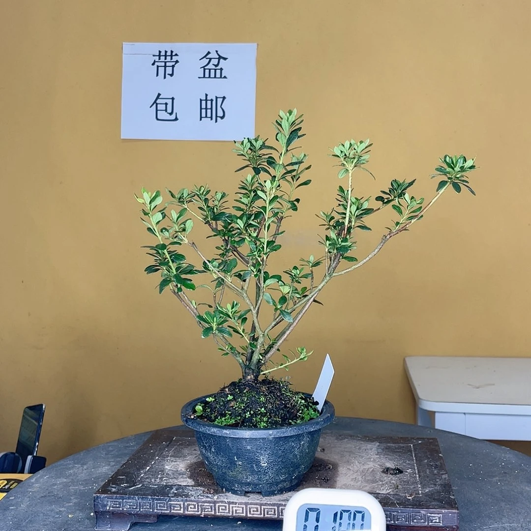 红陶20CM（含）-50CM（不含）兰*草彩姬