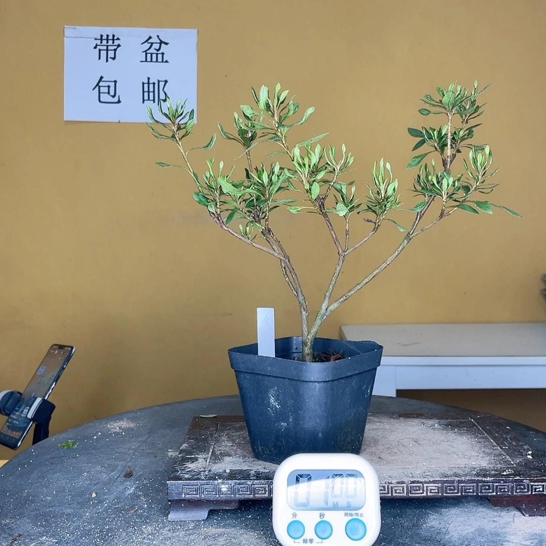 红陶20CM（含）-50CM（不含）幽**风千裕