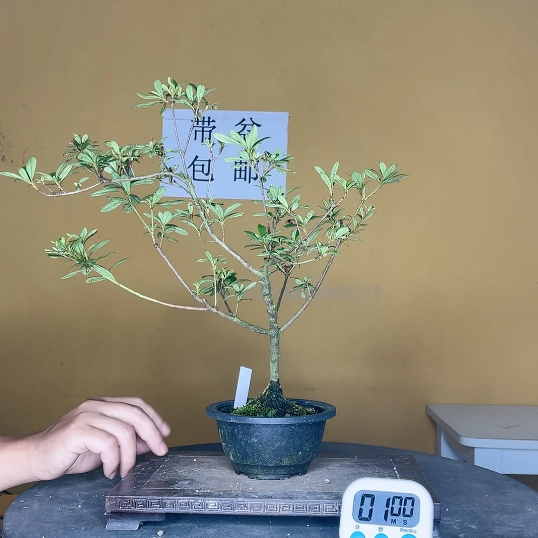 红陶20CM（含）-50CM（不含）苍*帝