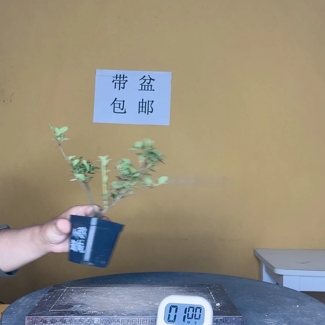 红陶20CM（含）-50CM（不含）用****4彩姬
