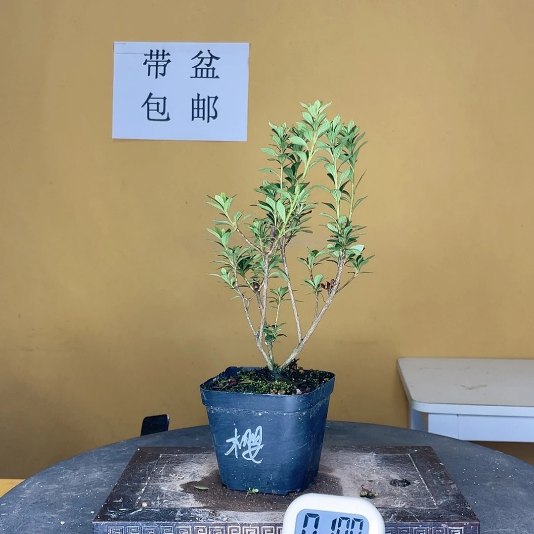 红陶20CM(含)-50CM(不含)宋*双樱