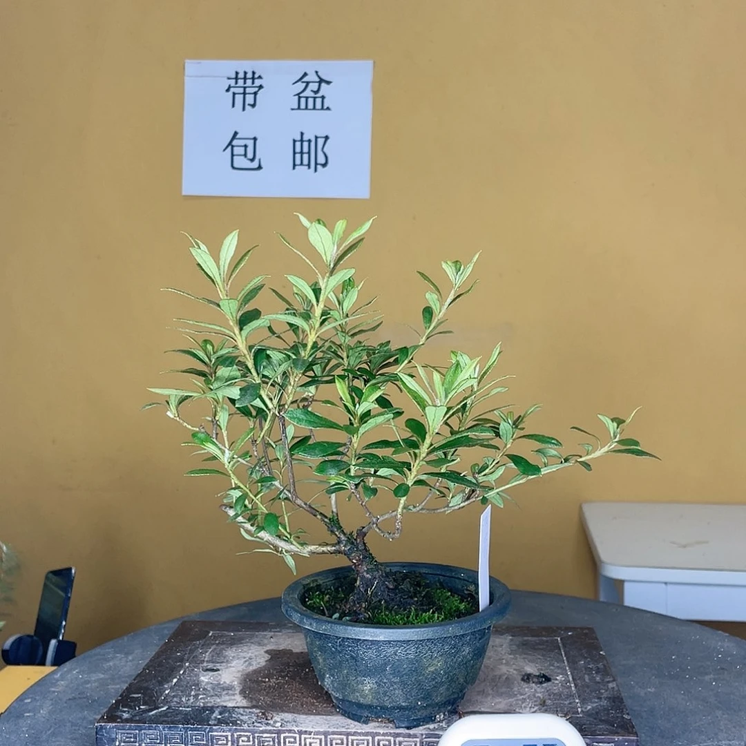 红陶20CM（含）-50CM（不含）和海萤