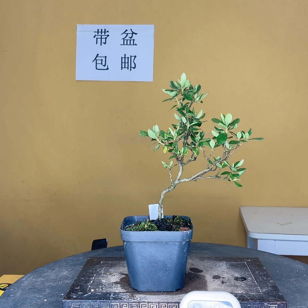 红陶20CM（含）-50CM（不含）唐****柔上之山小町