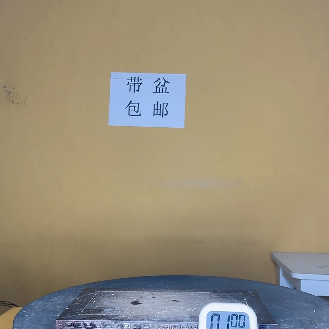 红陶20CM（含）-50CM（不含）生*花花月