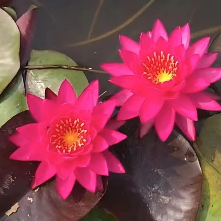 谭群 精品耐寒睡莲 国际睡莲冠军 深红非常惊艳 大种茎大苗出售