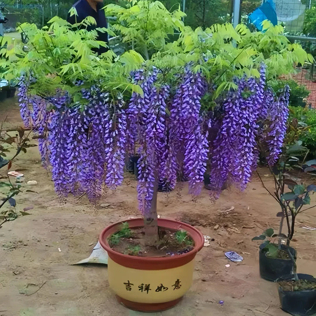 紫藤树苗庭院攀爬四季开花卉盆栽日本紫藤萝多花紫藤花苗基地直销