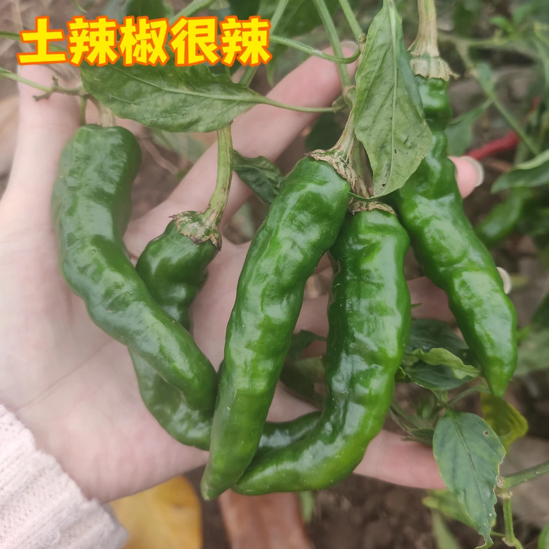 湖北露天土辣椒农家自种特辣香辣秋辣椒(3斤5斤包邮)