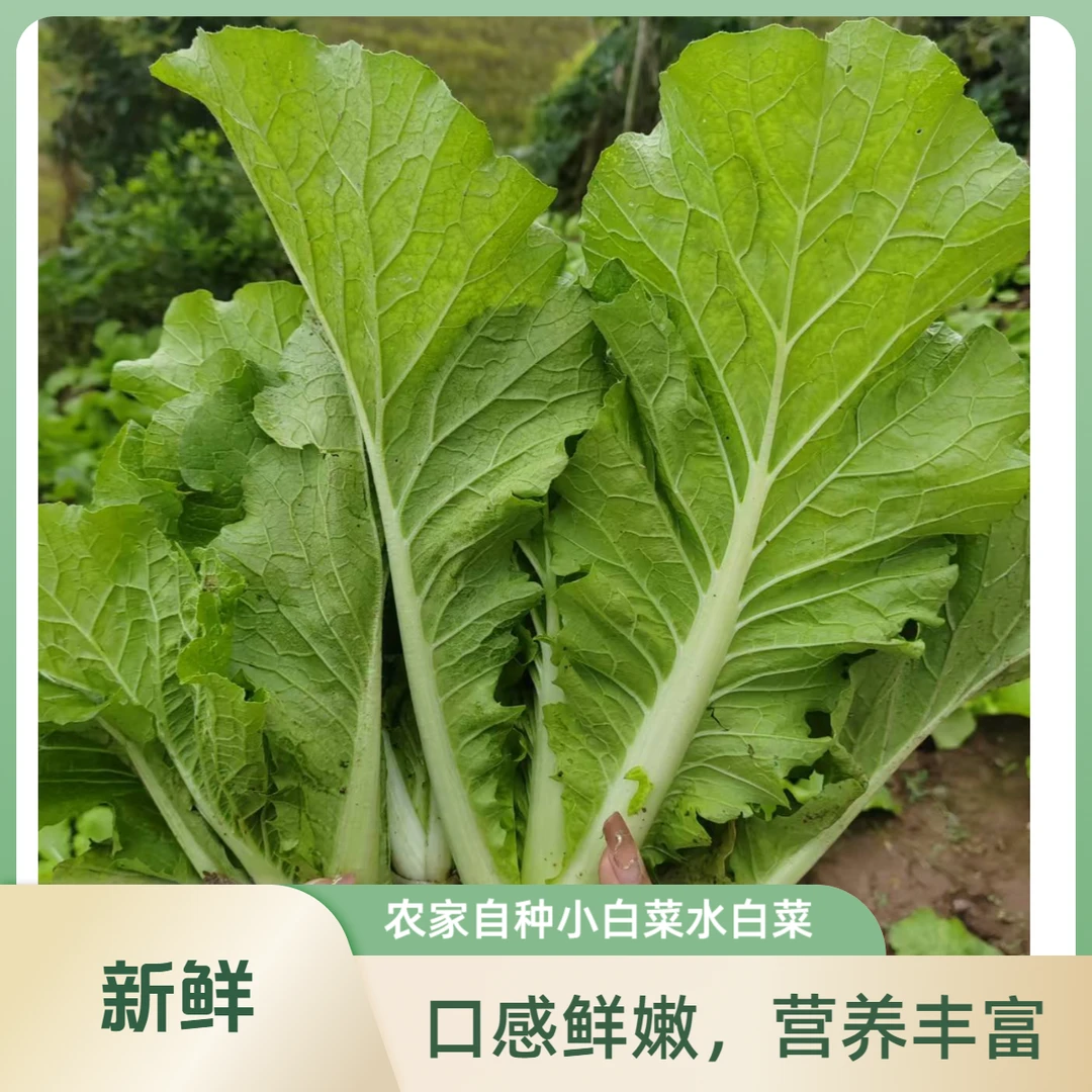 重庆农家露天种植新鲜小白菜水白菜时令蔬菜清甜可口小青菜油白菜