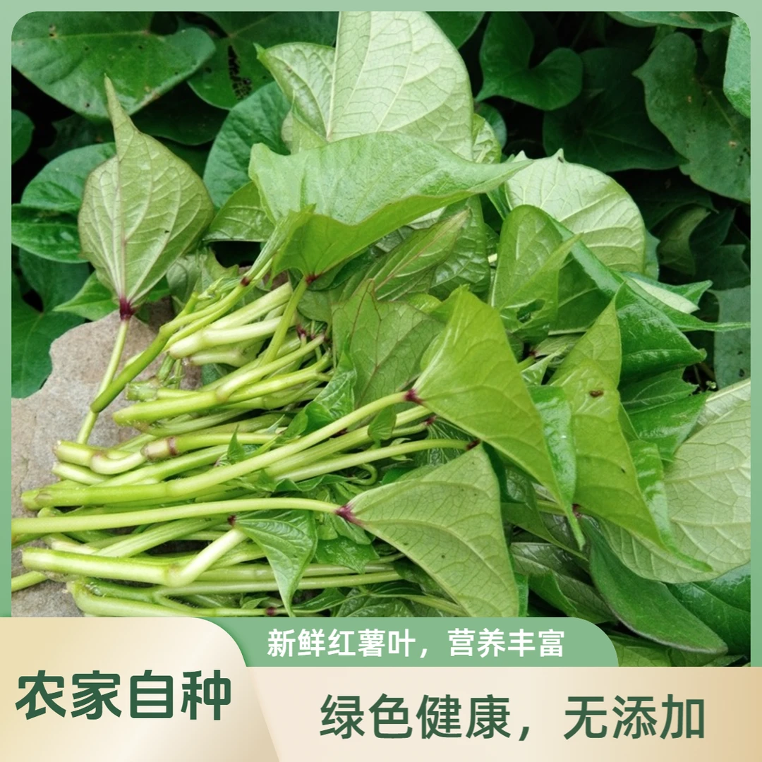 嫩红苕尖新鲜红薯尖重庆四川农家番薯叶地瓜嫩尖现摘食用新鲜蔬菜