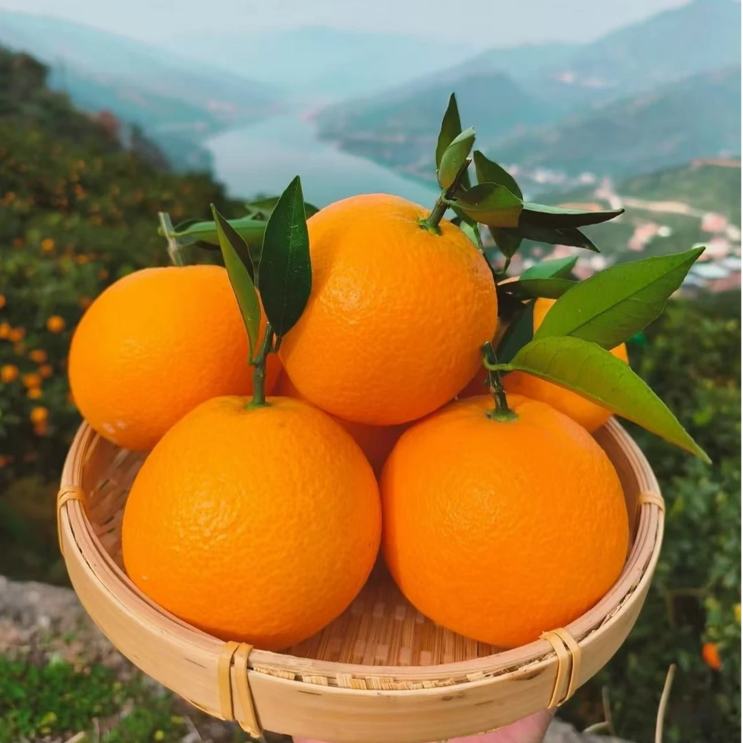 【赣南脐橙苗】正宗嫁接苗 枳壳砧木 盆栽地栽阳台庭院南北方种植