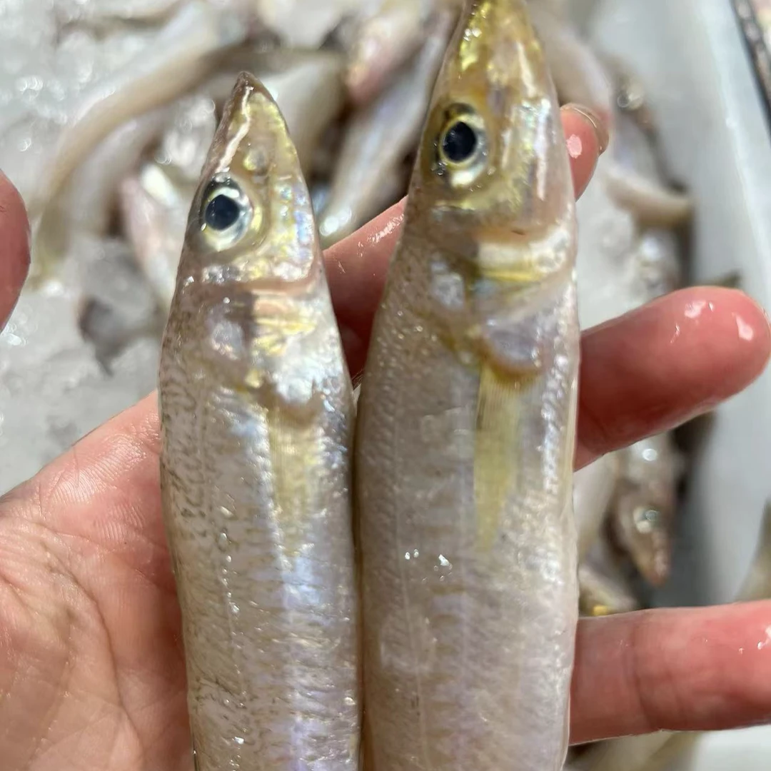 浅海扫莲本港沙尖鱼沙丁鱼