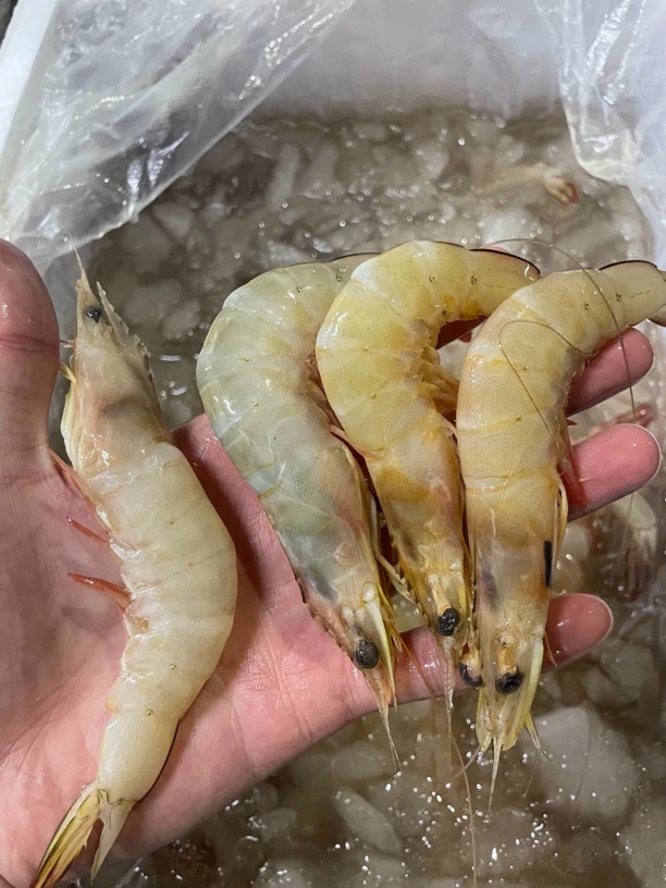 野生海捕白苗虾 白刺虾 明虾 1斤20条内