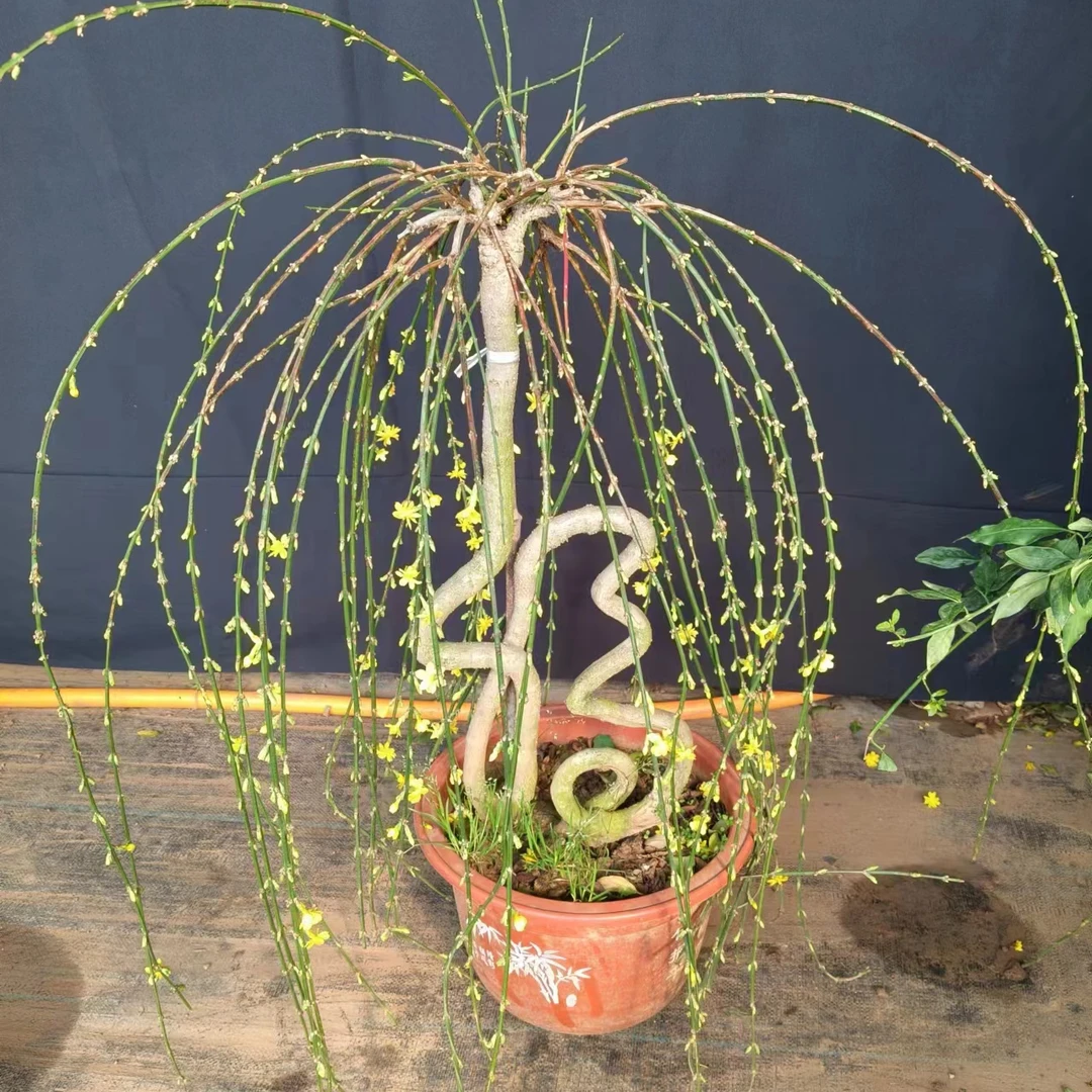造型迎春探春老桩三台虎蹄龙爪垂丝探春花年宵花一物一拍