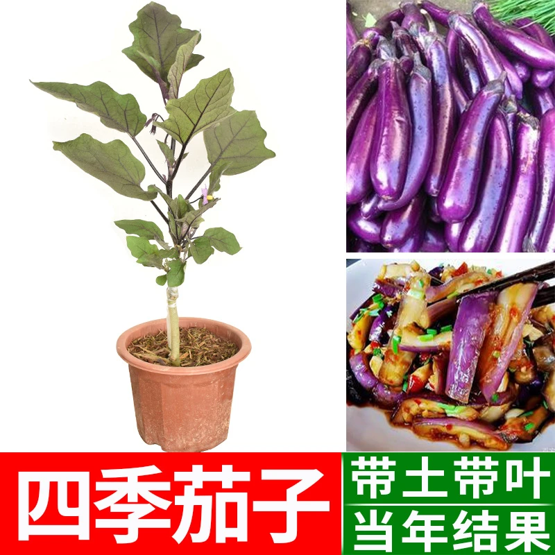 嫁接茄子苗蔬菜种子紫红长茄蔬菜苗多年生本地四季茄瓜苗当年结果