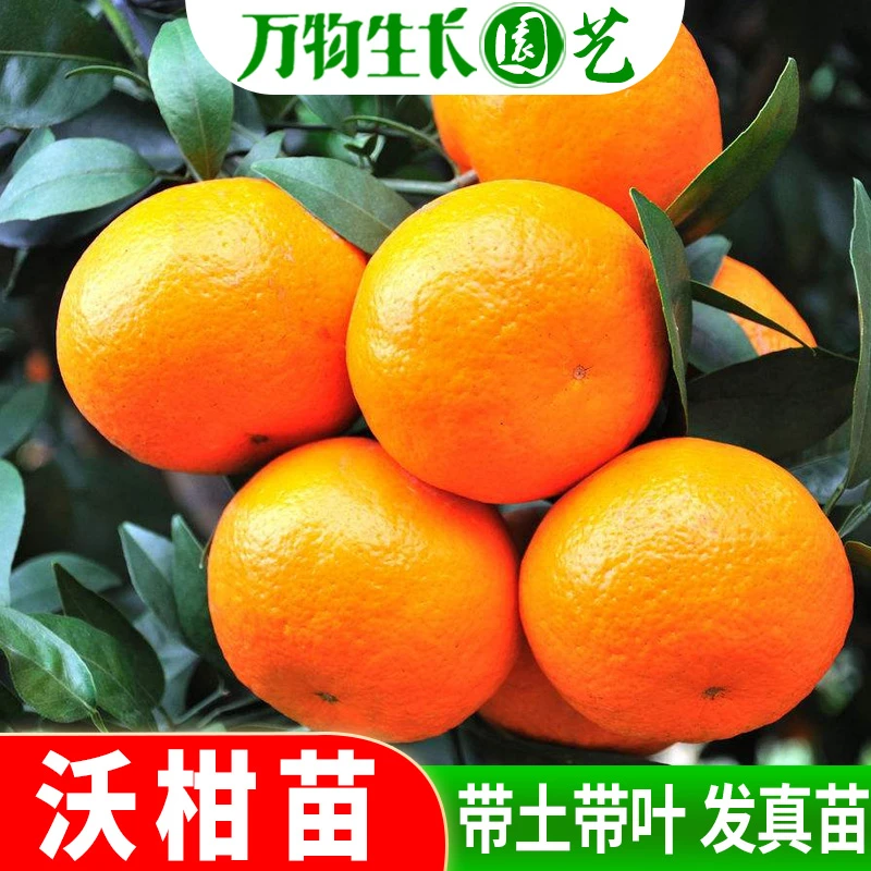沃柑树苗 嫁接脱毒 纯正 无核091 广西武鸣正宗沃柑苗 橘子果树苗