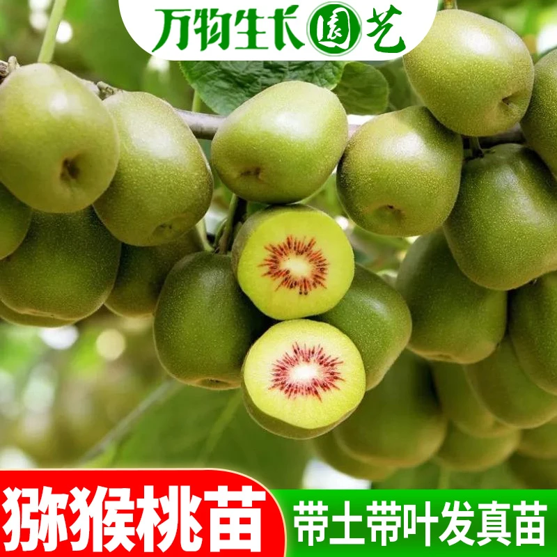 猕猴桃苗嫁接苗东红阳猕猴桃翠玉猕猴桃红心绿心猕猴桃果苗可盆栽