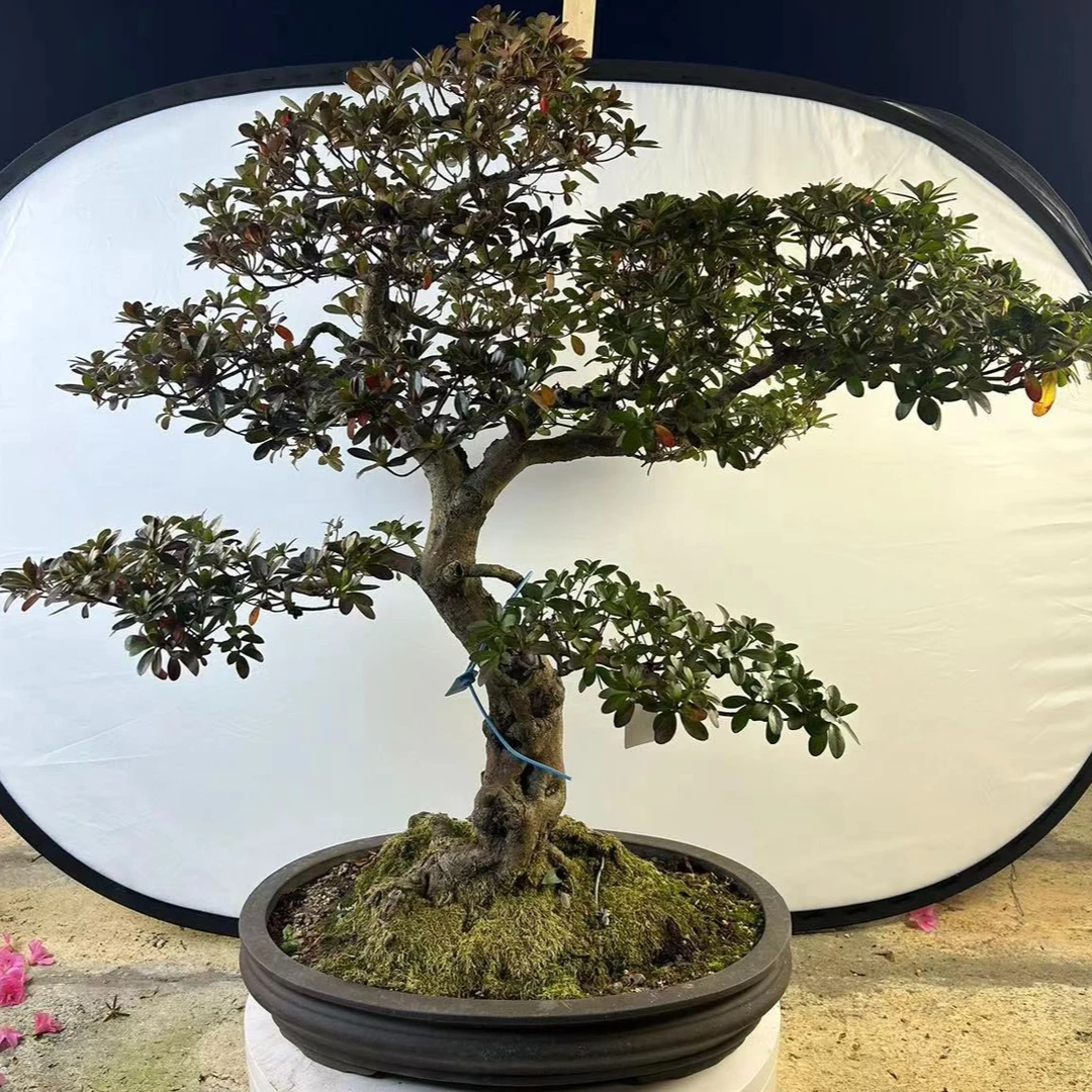 直播间皋月杜鹃盆景一物一拍链接，（610-700）专拍，请勿乱拍