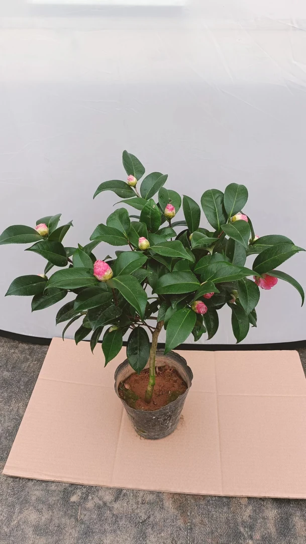 品种茶花四季开花一物一拍绿植