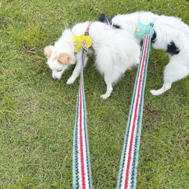 多巴胺棉麻牵引绳挂钩款长1.5米防缠绕不勒手50斤以下用