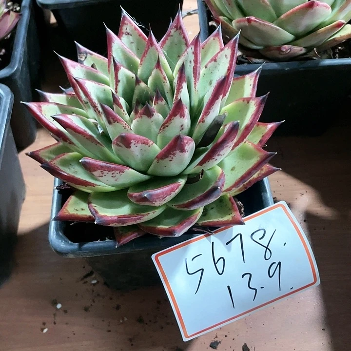 貌***羙乌木5678