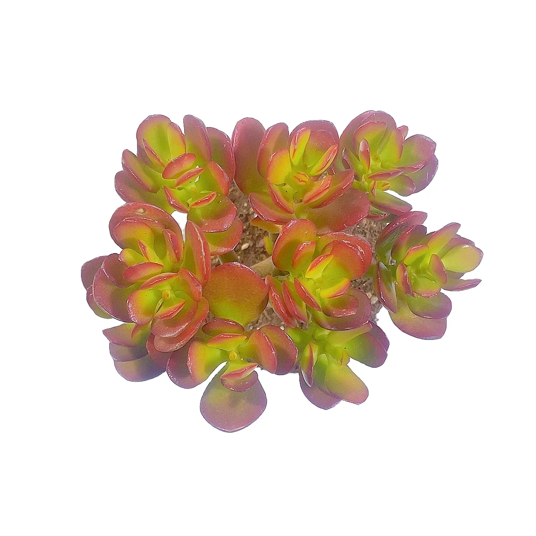 姬红花月满9.99包邮下面简单空气叶子冬季发货种植根部