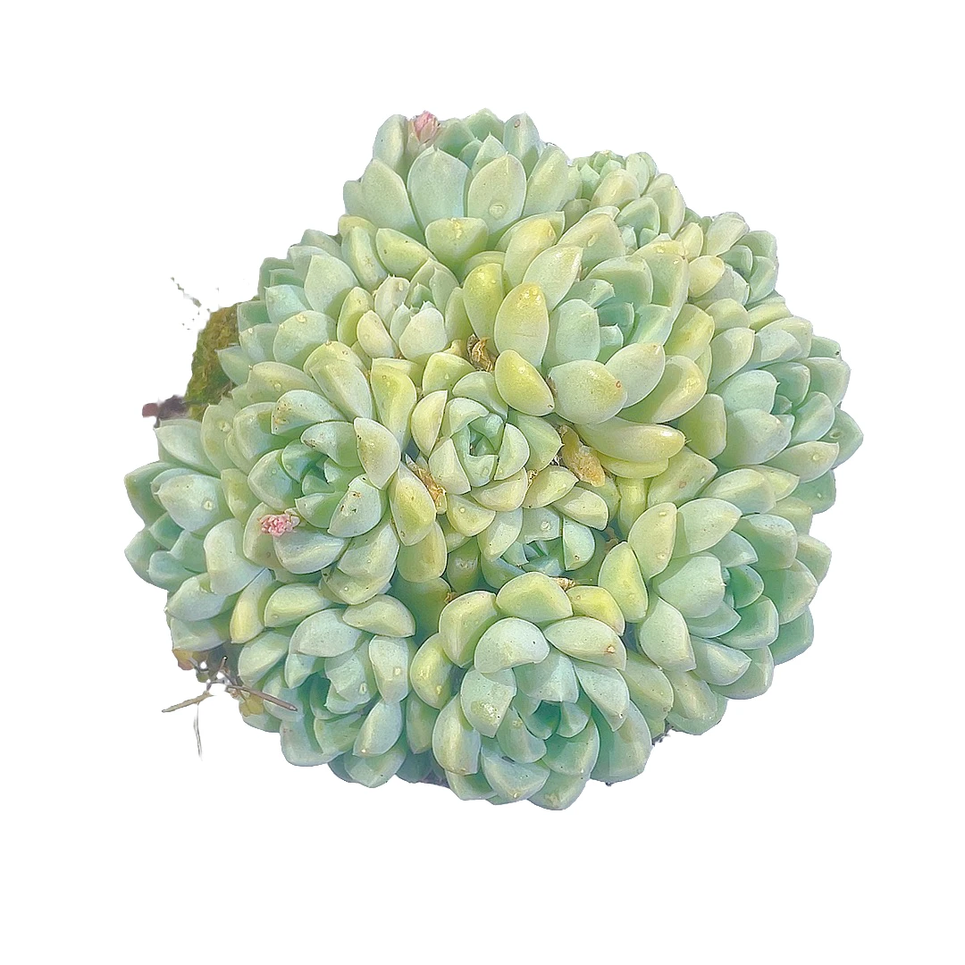 厚叶月影满9.99包邮裸根发多肉种植简单冬季夏季空气叶子发货下面