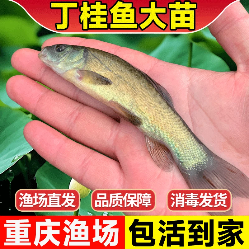 丁桂鱼鱼医生冷水鱼好养活耐寒淡水养殖苗须鱼岁丁贵鱼苗