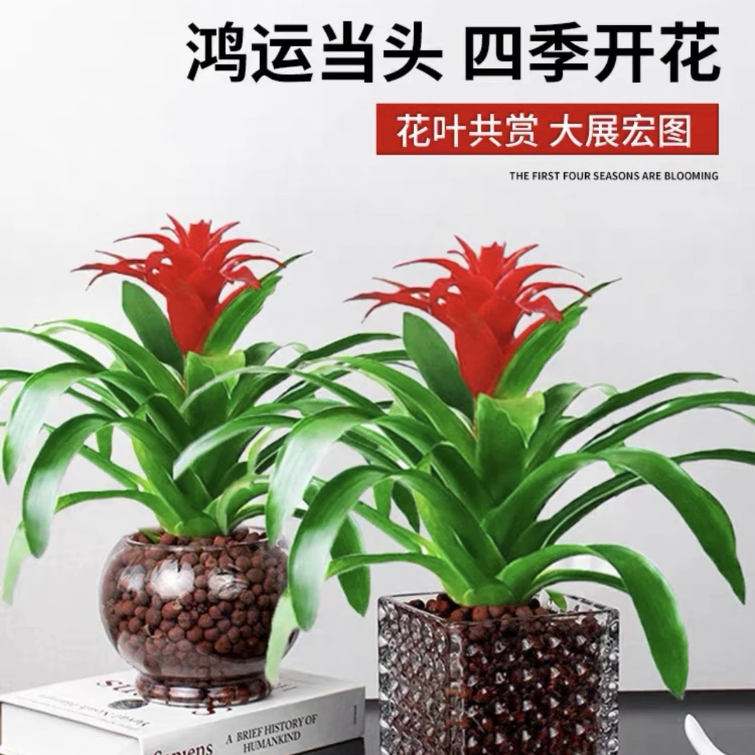 【不含白盆】红鸿运当头盆栽小红星开红花室内客厅大型绿植物凤梨