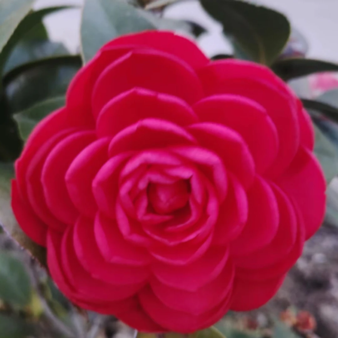 六角大红赤丹茶花盆栽可室内外种植耐寒耐热红色花品