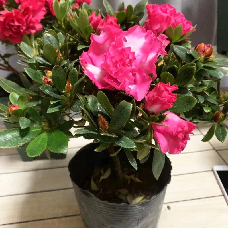 【红西玛杜鹃】盆栽花卉植物室内客厅桌面阳台四季常绿好养活花卉
